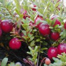 1 plant Pilgrim Cranberry (Vaccinium Macrocarpon) 1 year old