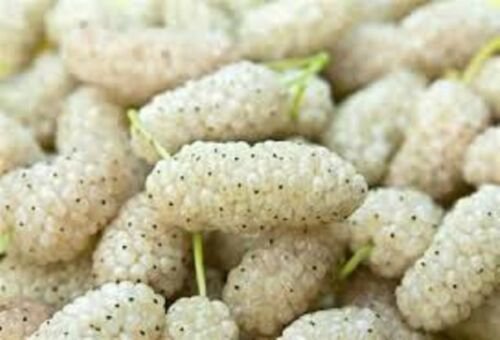 1-2 year old White Mulberry (Morus alba) plant, 12-18 inches tall