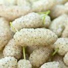 1-2 year old White Mulberry (Morus alba) plant, 12-18 inches tall