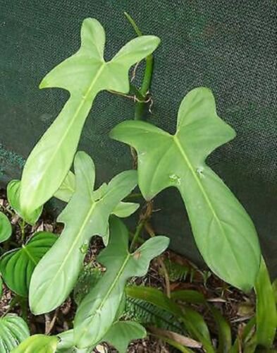 Philodendron panduraeformaei FIDDLE-LEAF PHILODENDRON well rooted plant in pot