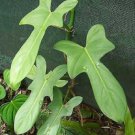 Philodendron panduraeformaei FIDDLE-LEAF PHILODENDRON well rooted plant in pot