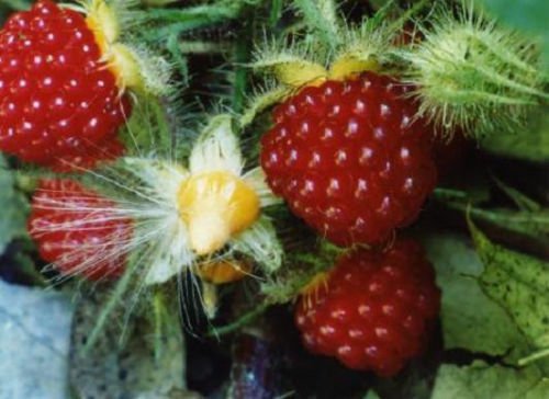 Wineberry. Rubus phoenicolasius. Live plants, roots wrapped in wet chips 3 plant