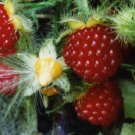Wineberry. Rubus phoenicolasius. Live plants, roots wrapped in wet chips 3 plant