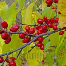 Northern spicebush plant (Lindera benzoin) 1-2 year old bare root
