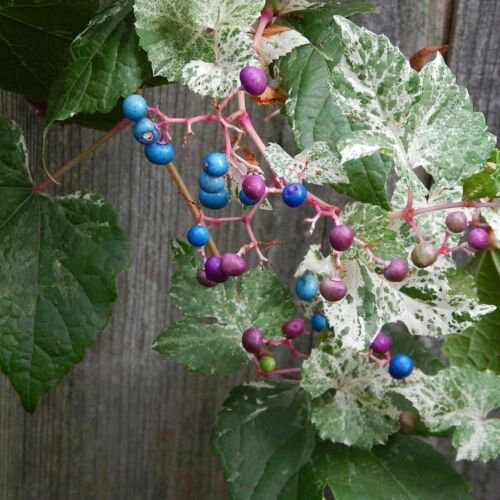 Variegated Ampelopsis brevipedunculata Elegans, 1 year old, Porcelaine grape
