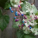 Variegated Ampelopsis brevipedunculata Elegans, 1 year old, Porcelaine grape