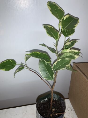 Variegated Ficus Benjamina Ficus benjamina Variegata 1 year old