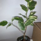 Variegated Ficus Benjamina Ficus benjamina Variegata 1 year old