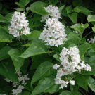 Indian Cigar tree - Northern Catalpa 1-2 years old, roots wrapped