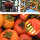 24 inches American Persimmon seedling Diospyros Virginiana 2-3 yo plant