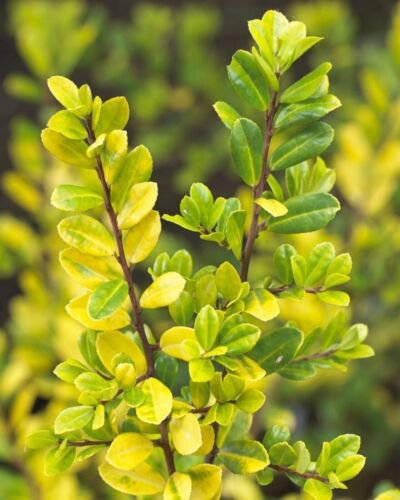 Ilex crenata 'Golden Gem' Dwarf Yellow Japanese Holly 1 year old plant bare root