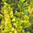 Ilex crenata 'Golden Gem' Dwarf Yellow Japanese Holly 1 year old plant bare root