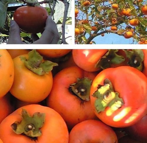 2 (TWO) American Persimmon seedlings Diospyros Virginiana 1-2 yo plants