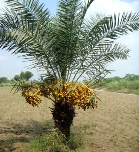 Yellow Barhi Date Palm Phoenix Dactylifera Live plant 1-2 leaves