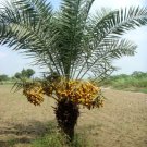 Yellow Barhi Date Palm Phoenix Dactylifera Live plant 1-2 leaves