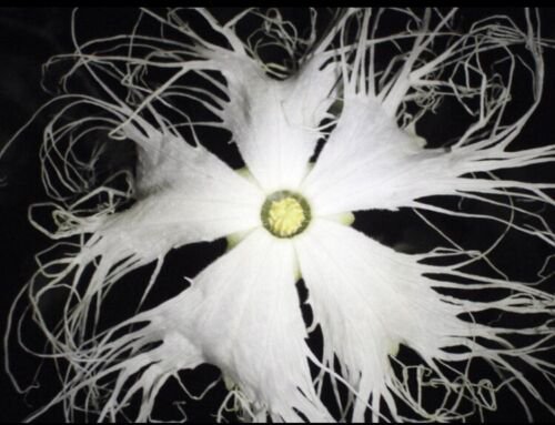 Ornamental flowering snake gourd 1 tuber, Hardy to zone 6