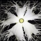 Ornamental flowering snake gourd 1 tuber, Hardy to zone 6