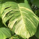 Variegated Giant Golden Pothos, well rooted plant shipped in container with soil