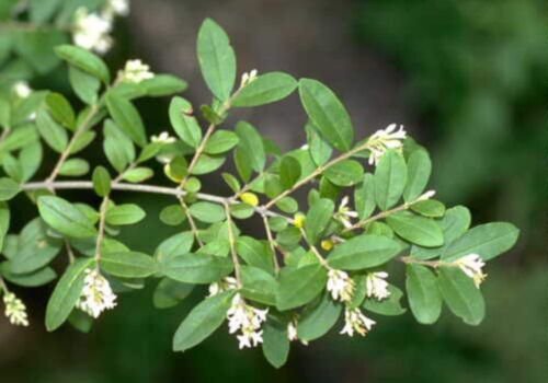 2-3 year old Ligustrum Obtusifolium Border-privet plant branched well rooted