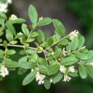 2-3 year old Ligustrum Obtusifolium Border-privet plant branched well rooted