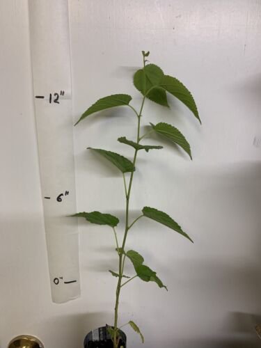 Dwarf Black Mulberry 