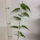 Dwarf Black Mulberry 