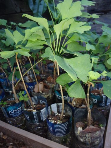 Ginkgo Biloba plant,2 y.o., oldest tree in the world. Split leaf. sent with soil