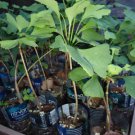 Ginkgo Biloba plant,2 y.o., oldest tree in the world. Split leaf. sent with soil