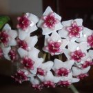 Hoya Obovata starter plant, well rooted, sent with the container, Wax plant