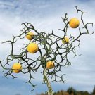 Poncirus trifoliata ""Flying Dragon"" 2 year old seedling sent bare root