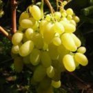 6 cuttings of Flora Lora grape, dormant, no roots, no leaves