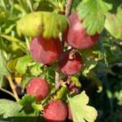 Amish Gooseberry Plant well rooted starter plant 4-6 inches tall