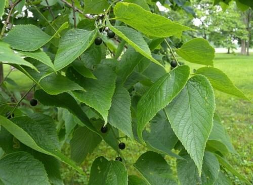 Common Hackberry (Celtis Occidentalis), 1 year old plant