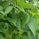 Common Hackberry (Celtis Occidentalis), 1 year old plant