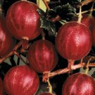 Hinnomaki Red Gooseberry Plant well rooted starter plant 4-6 inches tall