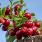 Red Pearl Lingonberry plant, well rooted starter plant 3-5 inches tall