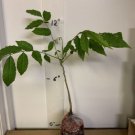 WISTERIA Blue Moon, Purple Flower Fragrant, well rooted seedling 1 yo