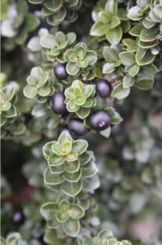 Ilex Crenata 