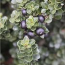 Ilex Crenata 