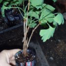 3+ ginkgo biloba plants 1 year old