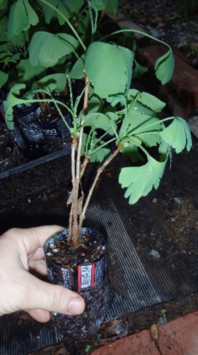 3+ ginkgo biloba plants 1 year old