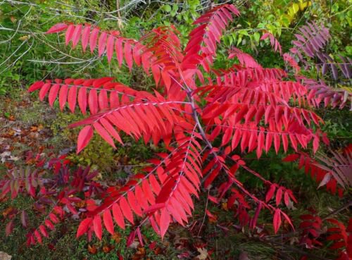 Smooth sumac (Rhus glabra) 1-2 year old plant, well rooted