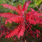 Smooth sumac (Rhus glabra) 1-2 year old plant, well rooted