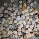 GINKGO BILOBA (Maidenhair Tree) 50+ fresh fertile viable Fruits/Seeds with pulp