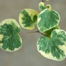 Disanthus cercidifolius Ena Nishiki Variegated, 1 yo, bare root