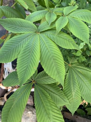 Yellow buckeye ( Aesculus flava ) 1-2 year old plant, 6-10 inches tall, BareRoot