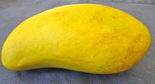 Mango ""Common"" seedling, 1 year old plant, shipped in container with soil
