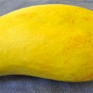 Mango ""Common"" seedling, 1 year old plant, shipped in container with soil
