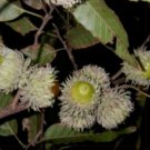 Sawtooth Oak plant (Quercus accutisima) 1-2 year old, well rooted
