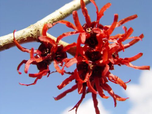 Hamamelis 